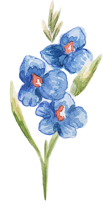 Hand-Painted Watercolor Gladioli Filipino Flower Illustration